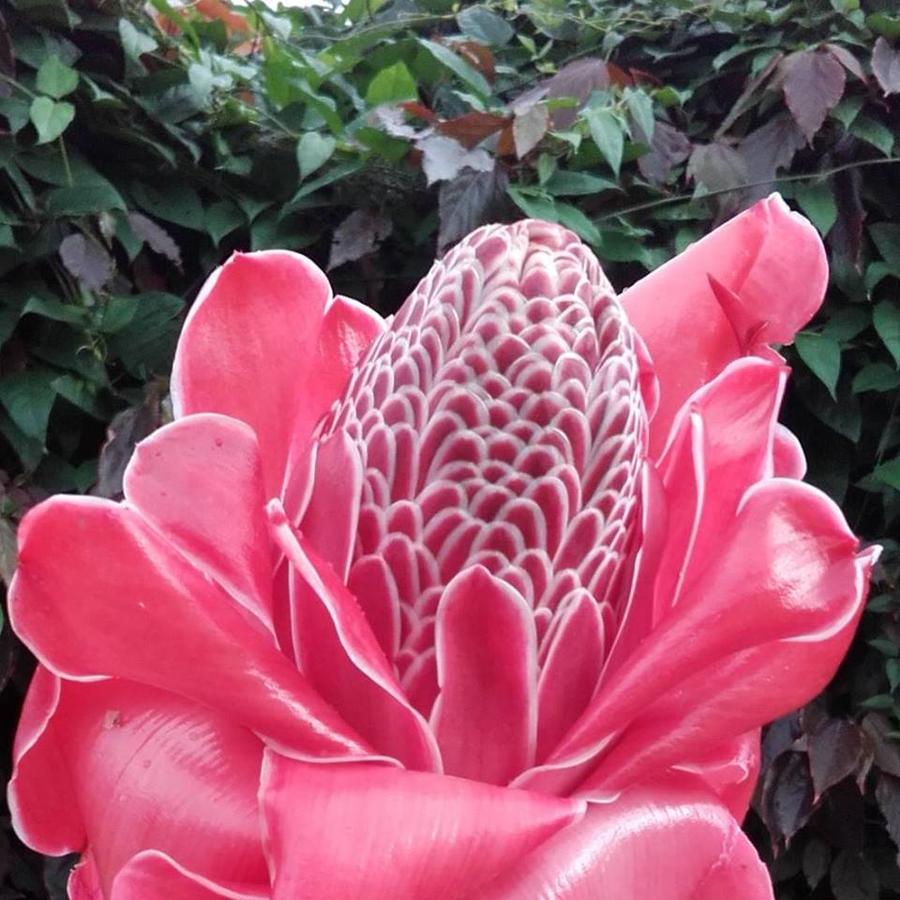 Albergaria Porcelana Sao Tome Exteriör bild
